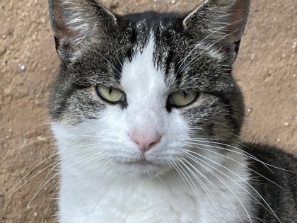 Een kat op de boerderij.