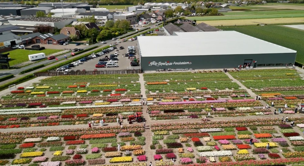 Dagtocht:  Tulip Experience Amsterdam