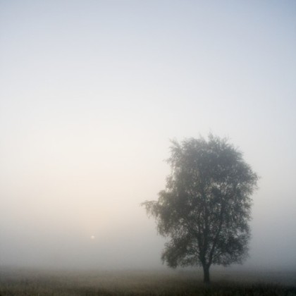 Drenthe-boom-mist
