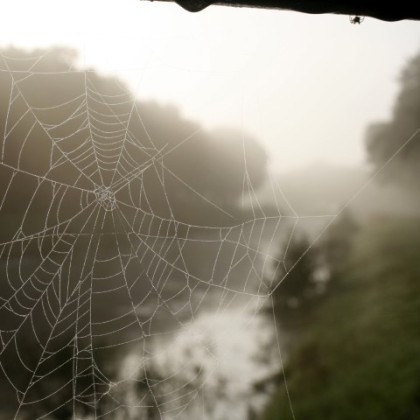 Licht-spinneweb