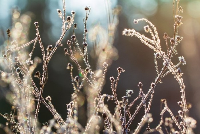 uitgebloeide stengels geven een mooi wintersilhouet