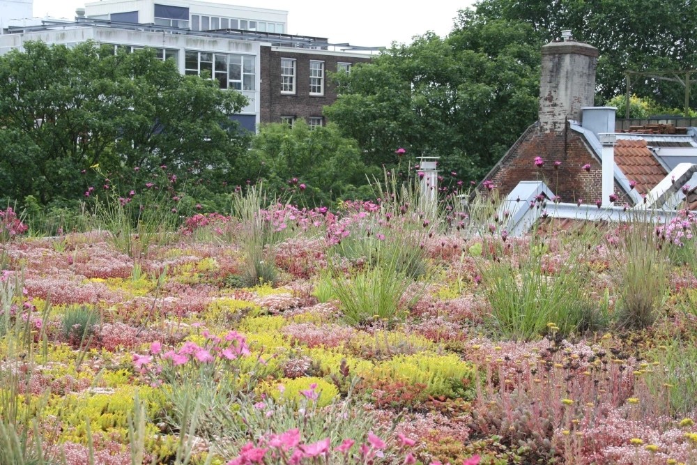 Natuurdak aan de Keizersgracht