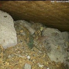 Hohlwand-/Kriechkeller-Inspektion