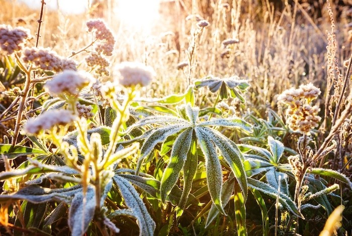 vorst op de planten