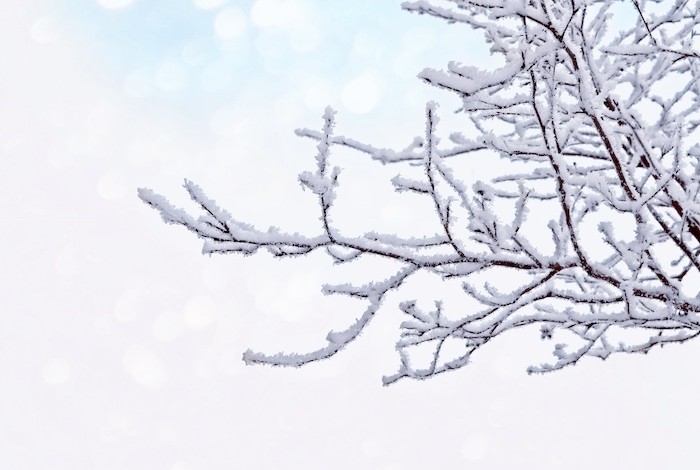 besneeuwde tak