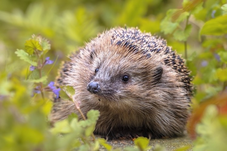 Een egel in de tuin