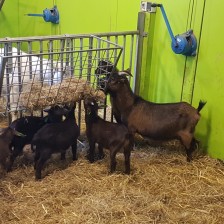 Foto babydieren