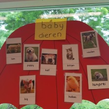 Foto babydieren