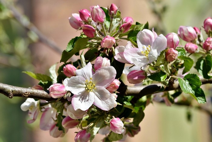 Appelboom bloesem in de lente
