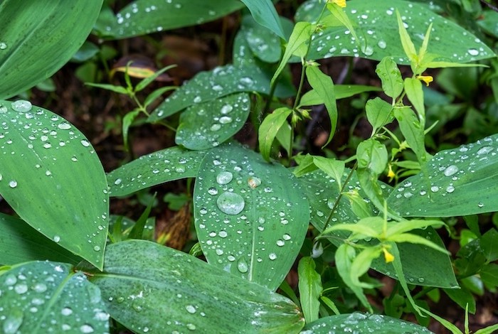 waterdruppels op jonge groene blaadjes in de tuin