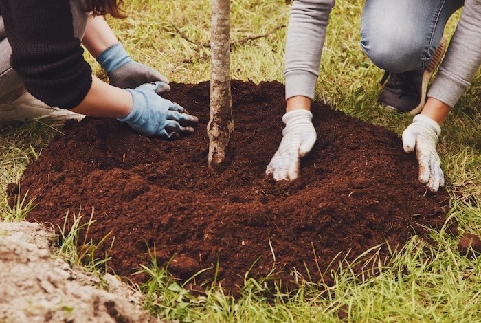 een boom planten in de tuin