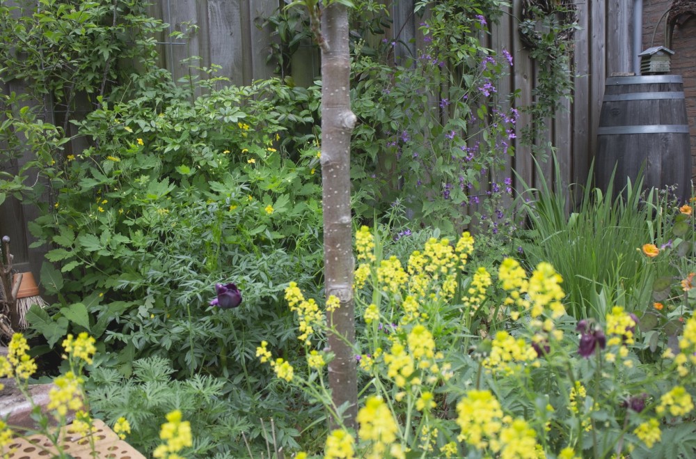 Een mix van inheemse en uitheemse planten