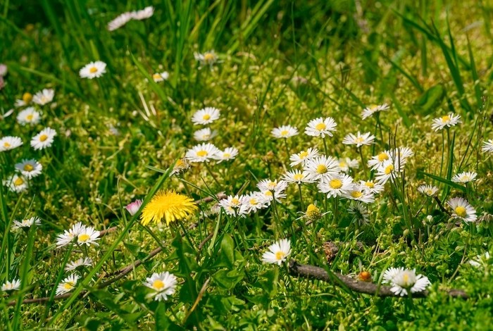 waterdruppels op jonge groene blaadjes in de tuin