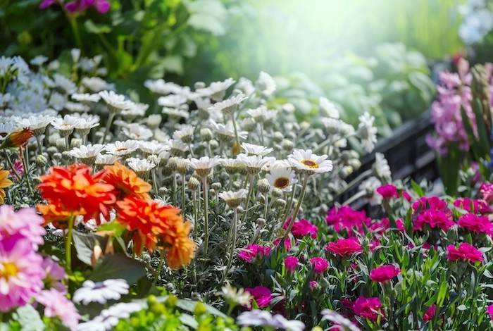 de tuin staat er mooi bij na de vele regen van juni