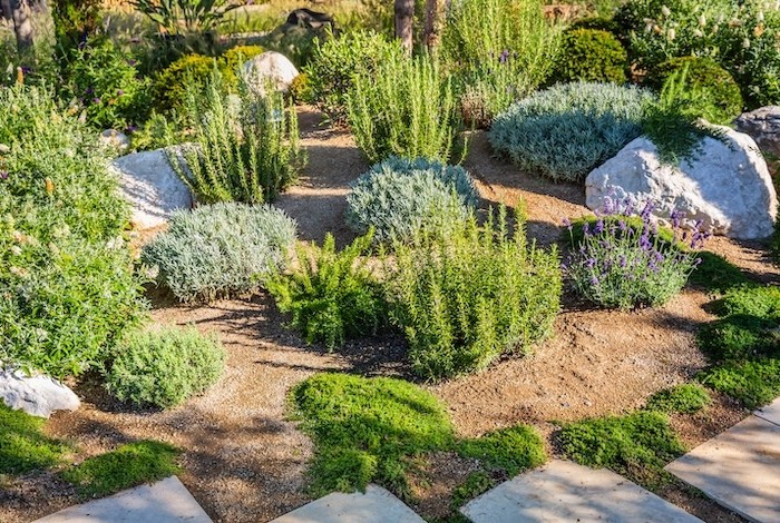 planten die van droogte houden staan er nog goed bij