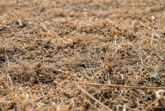 droog gras