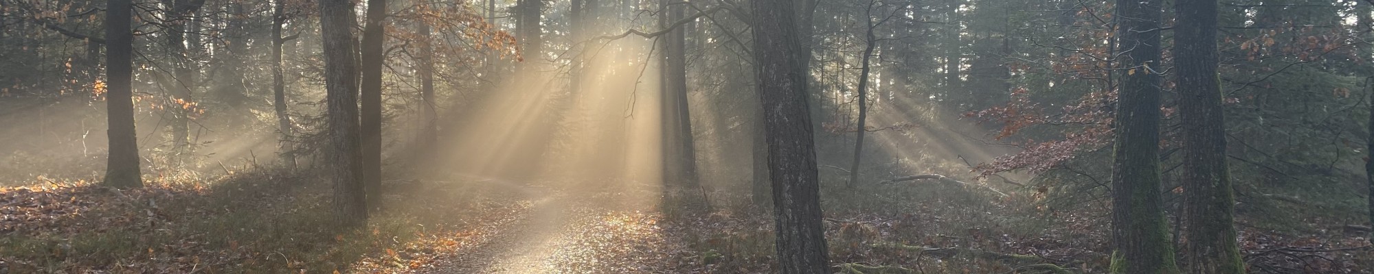 Afbeelding van een bos waarbij de zon in stralen door de bomen schijnt
