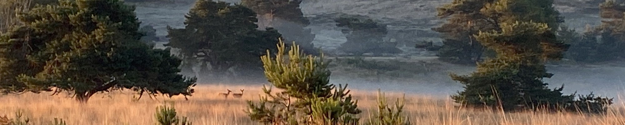 Beeld van 2 hertjes in een mistig veld
