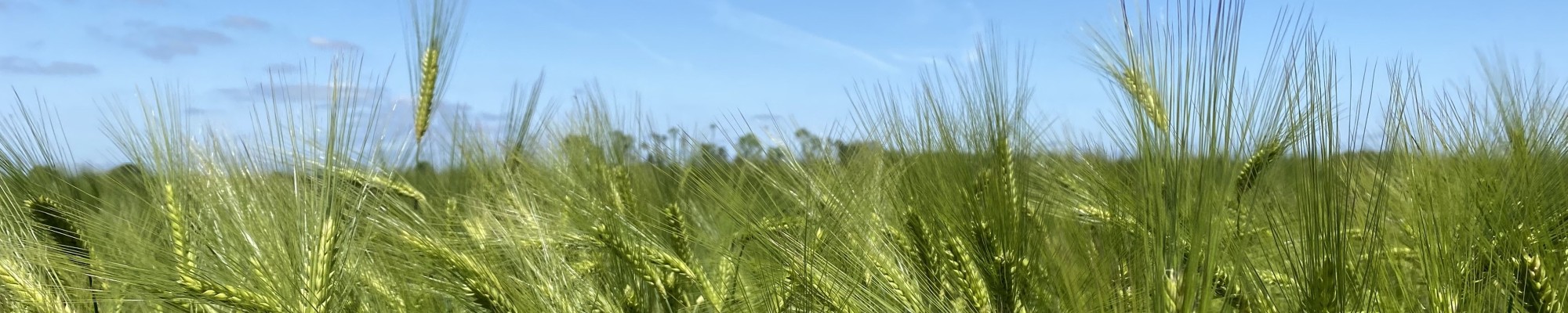 Jonge groene korenaren in een veld