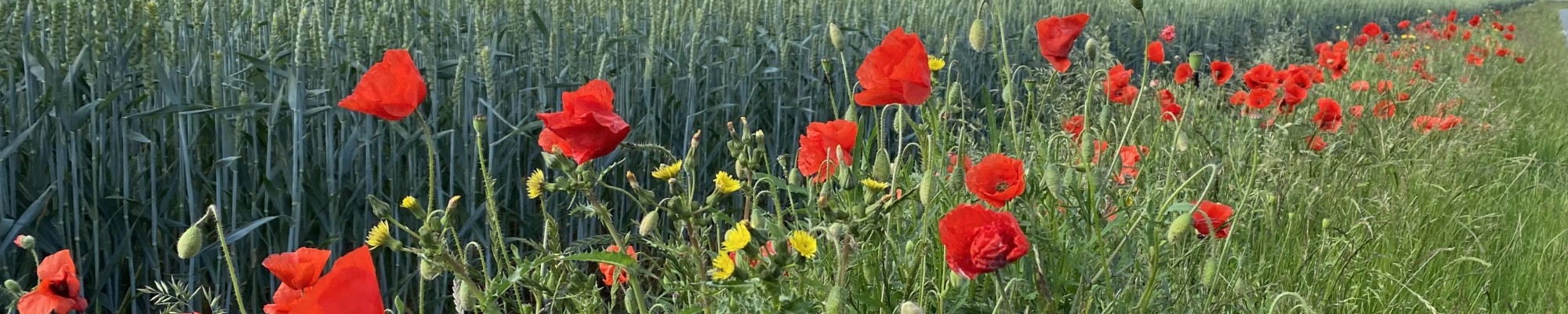 Klaprozen in het veld