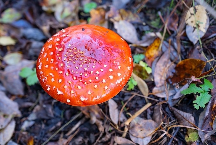vliegenzwam in de tuin