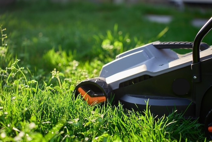 vliegenzwam in de tuin