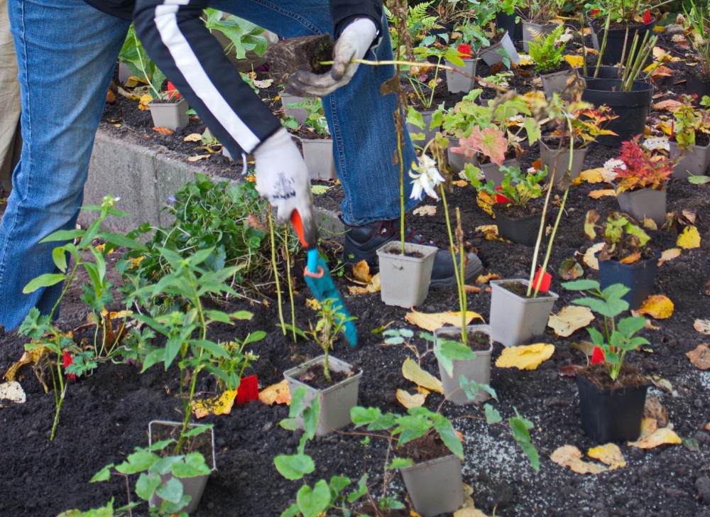 Aanplant in de herfst. Foto: Anneke Beemer
