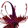 Vespritte – The Sprite of Hearts in Creatures of Sonaria Valentines Event 2026