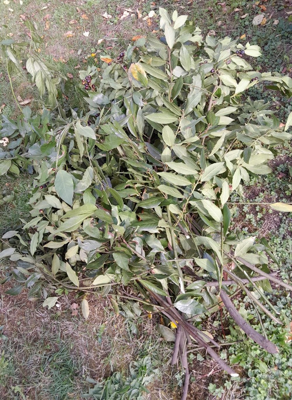 Image item