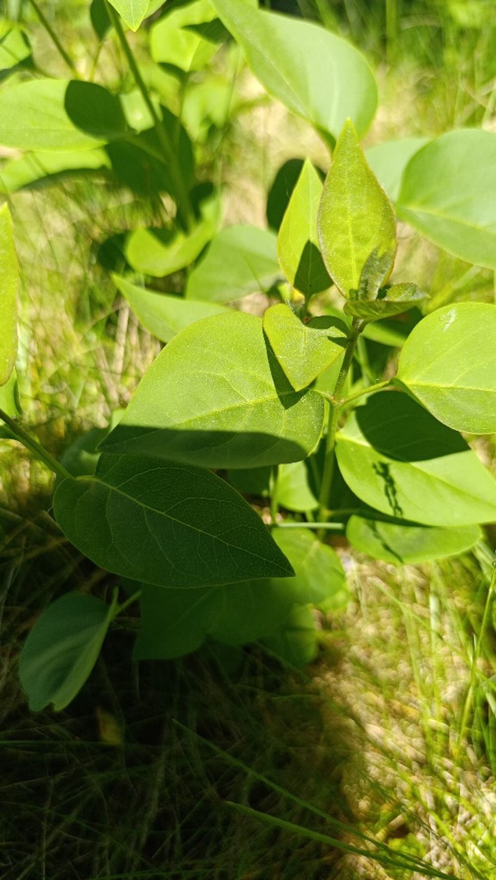 Image item