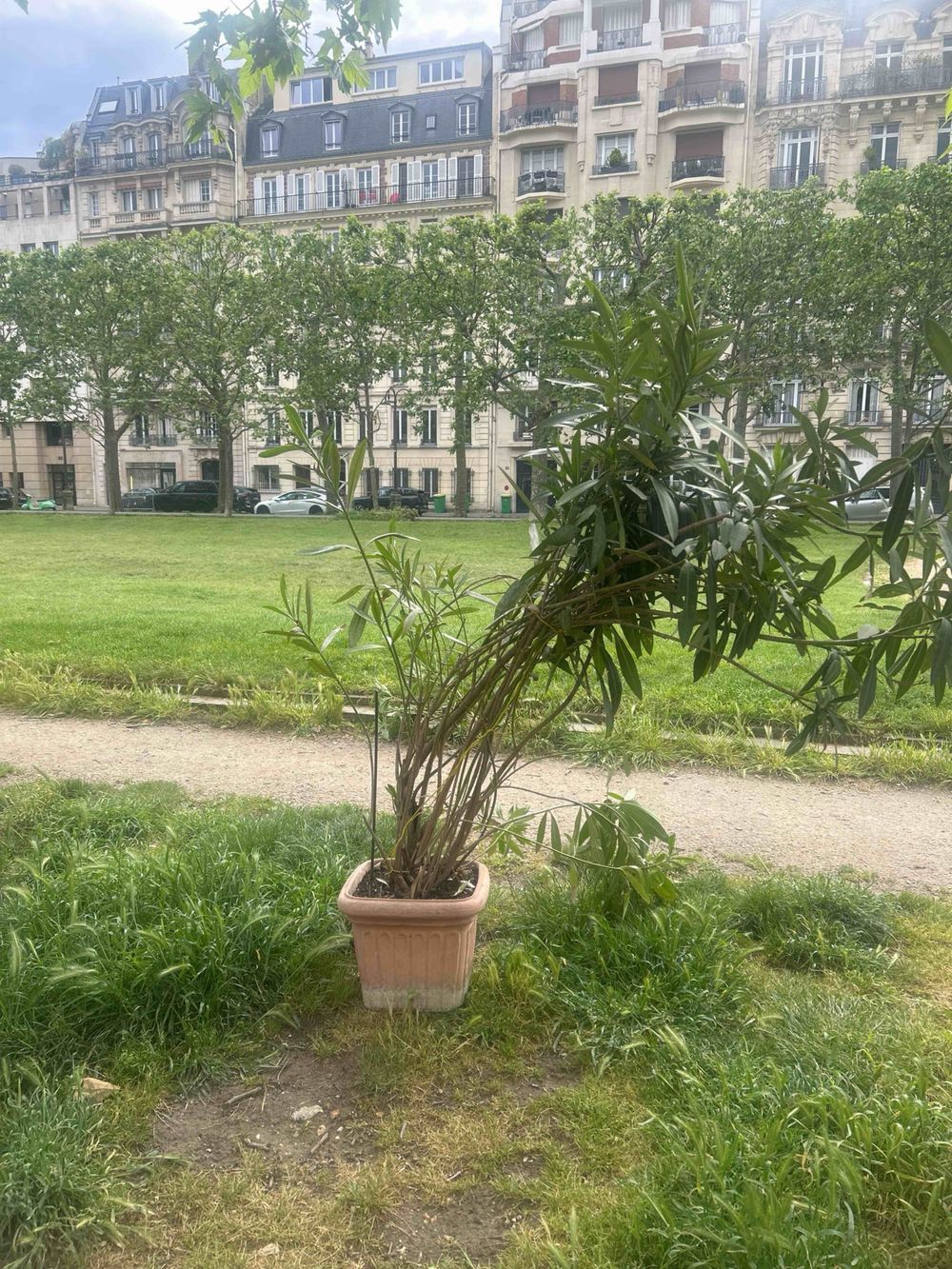 Image item