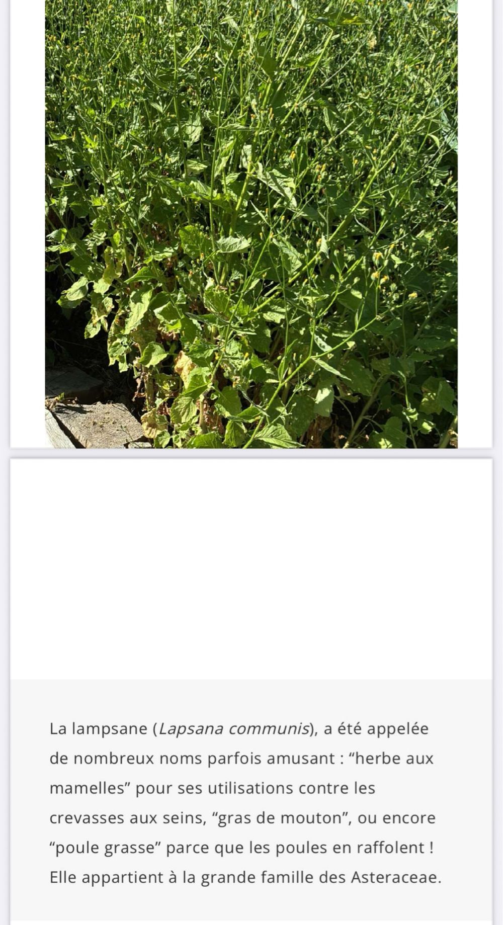 Image item