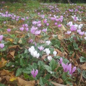 Bulbe cyclamen de Naples