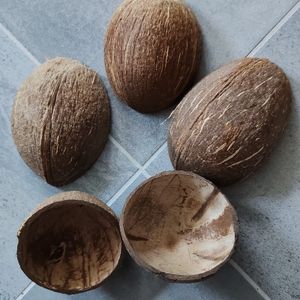 Noix de coco vides
