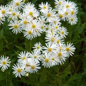 Un jeune plant d'aster 