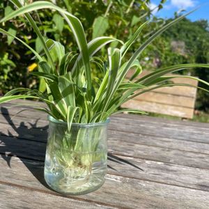 Chlorophytum 