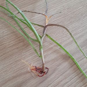 Bouture Aloe