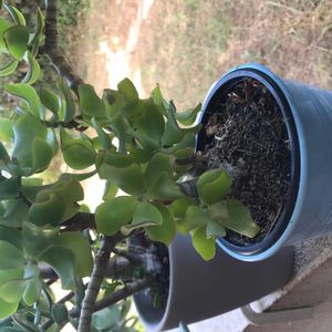 Plante à adopter