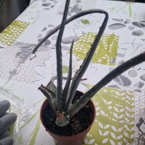 Aloe