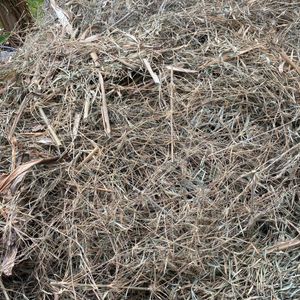 Paillage de bambous 