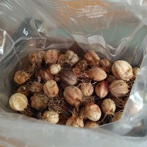 Graine de nigelle 