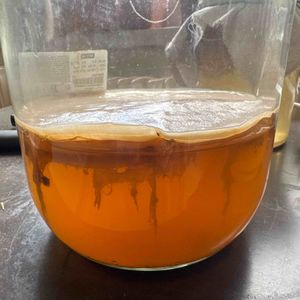  mère de kombucha 
