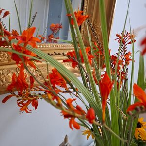 Oignons de fleurs