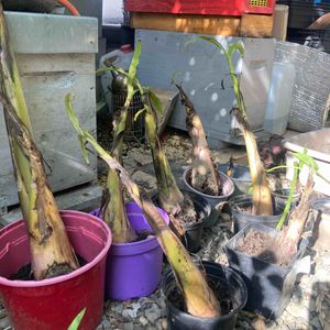 Bananiers petits en pots 
