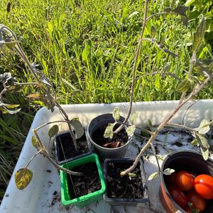 4 plants de tomates 🍅 
