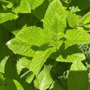 Menthe 