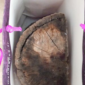 Pied de sapin buche