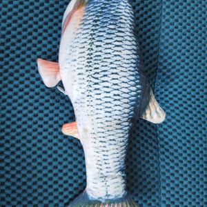 Poisson vibrant 