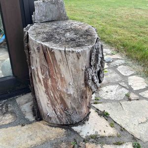 Très gros tronc