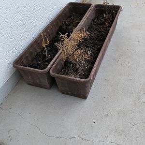 Pot